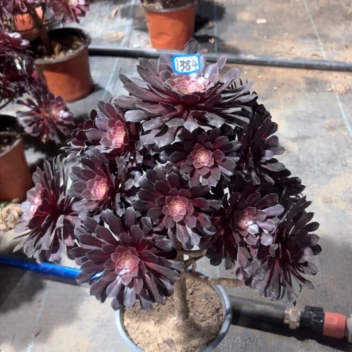 黑铜中班锦1384法师多肉