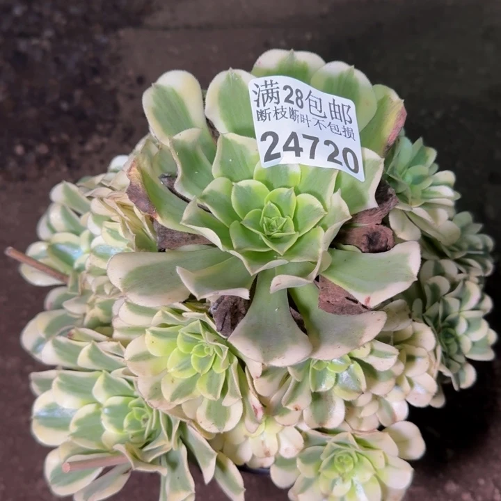 24720南绿豆沙多肉植物