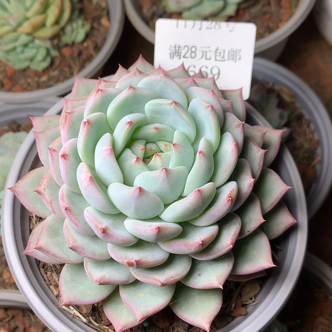 【闪购商品】云669号