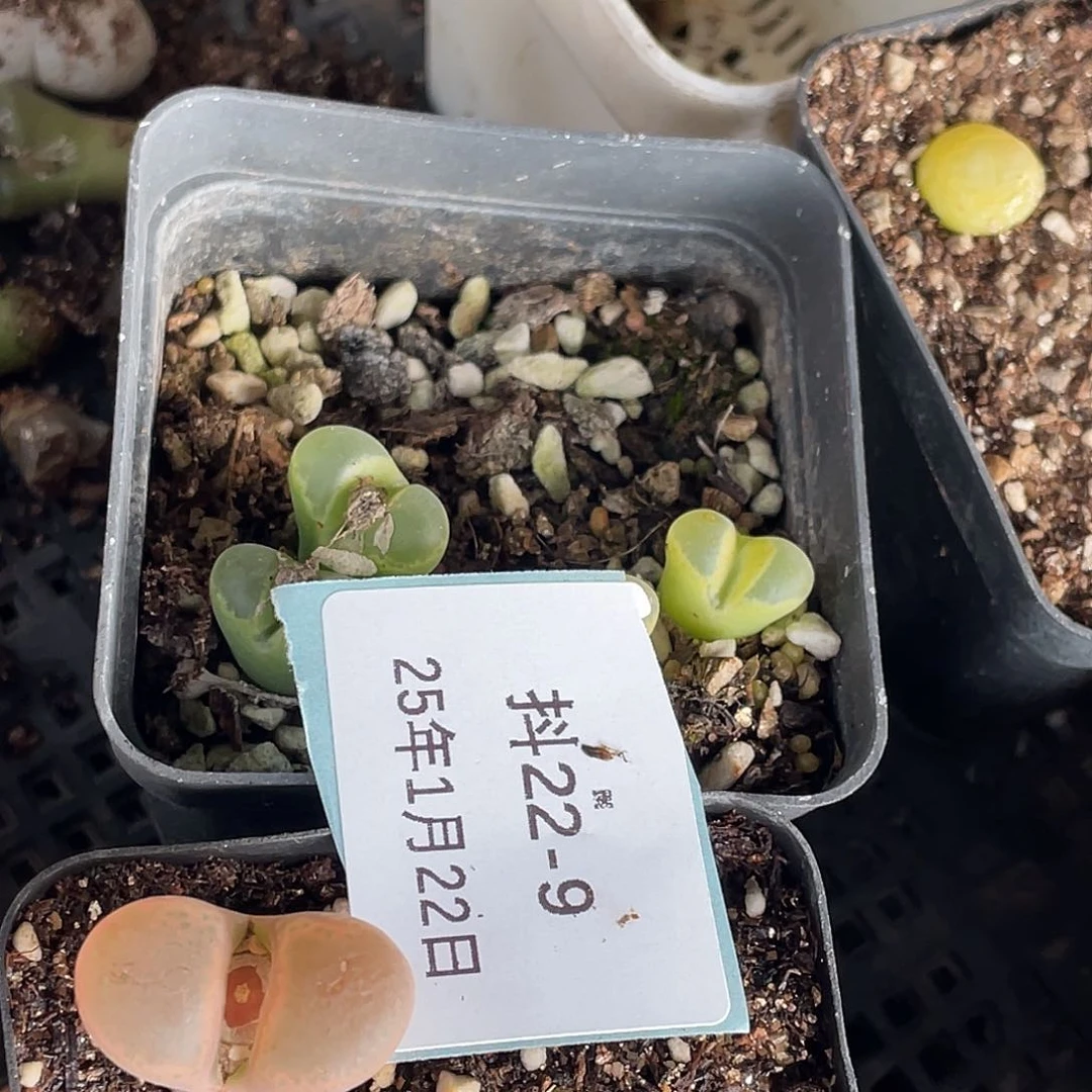 薄****22-9肉锥多肉植物