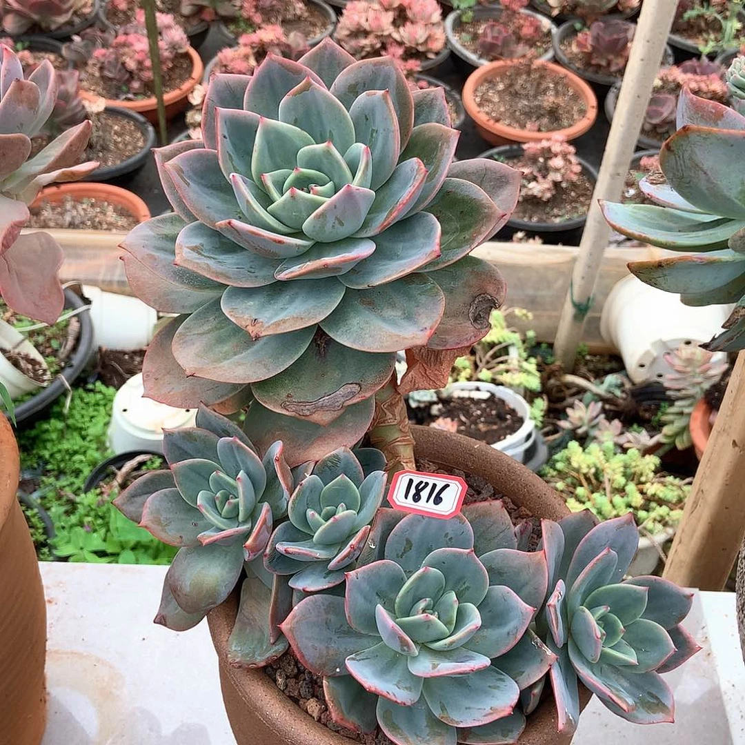 白凤杂罗宾瑕疵1816晓晓一物一拍