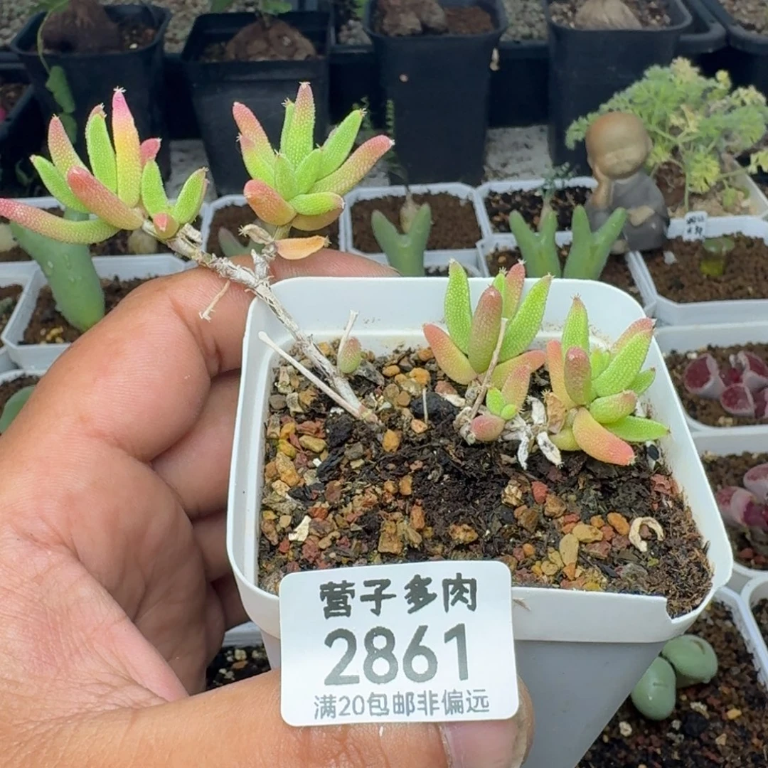 玉米脱土。