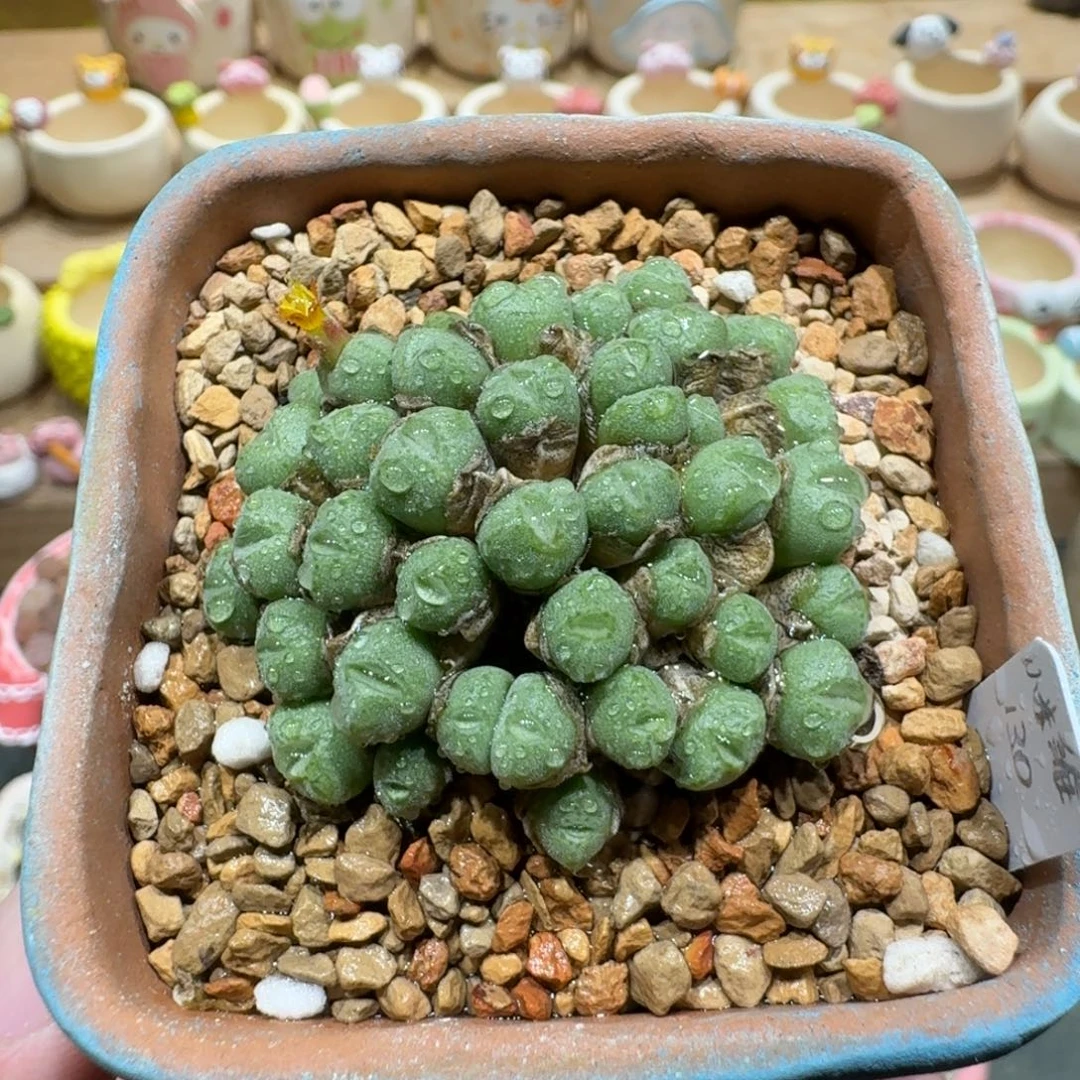 蘑菇1156小米雏多肉植物