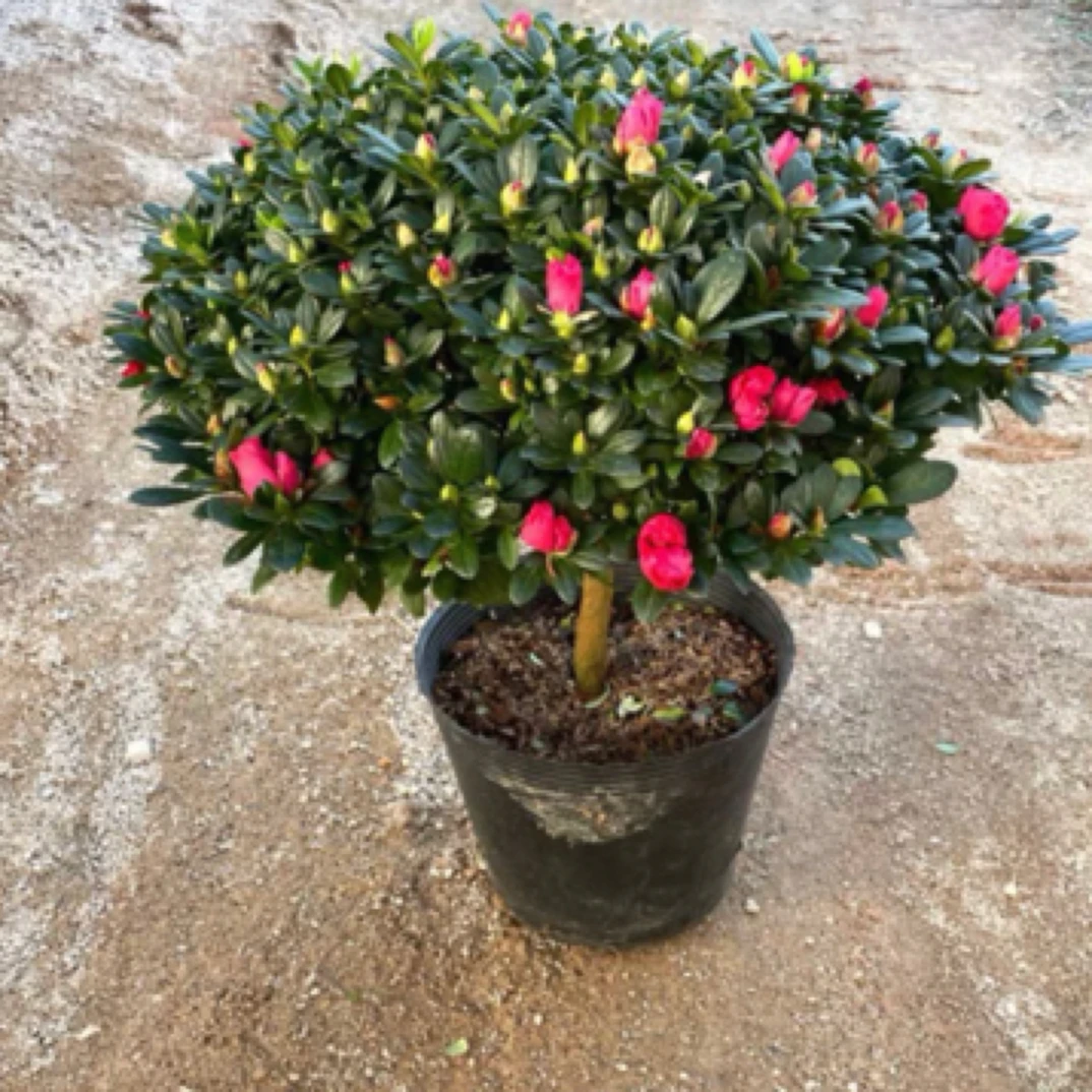 精品四季杜鹃花比利时西洋鹃开花绿植盆栽室内外庭院地栽带花带苞