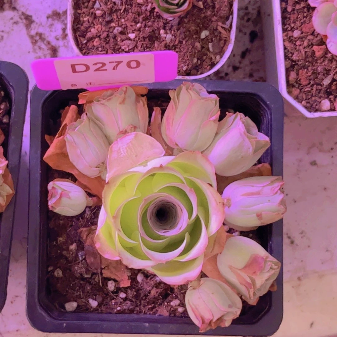 270山地玫瑰粉色