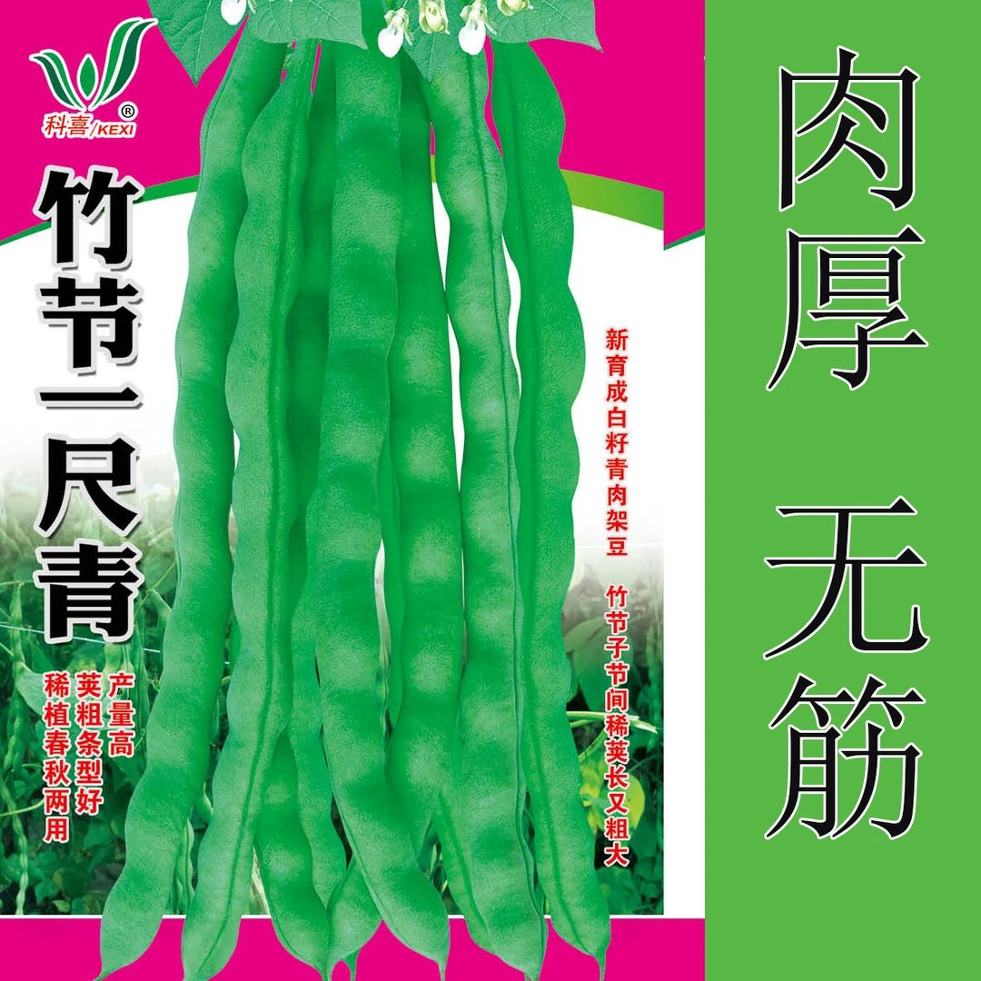 四季豆种子竹节一尺青肉豆籽粒白色青棒豆种子架豆无筋四季豆种籽