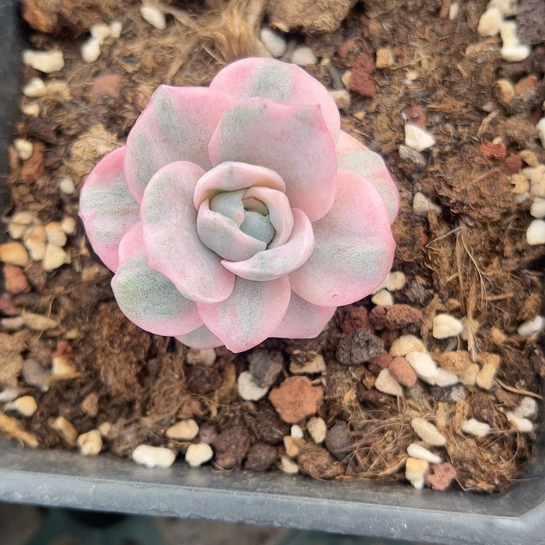 可爱玫瑰彩锦 婕宝一物一拍