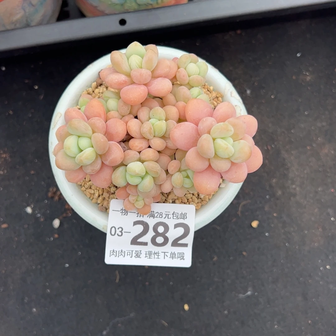 洛可可多肉多多肉多肉