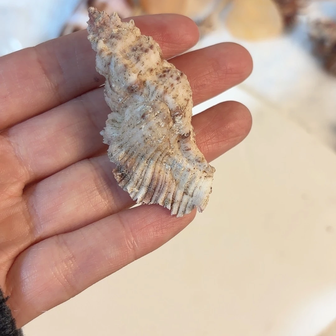 白***子天然海螺标本福利