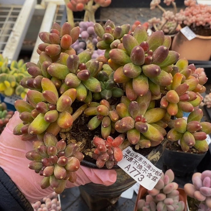 千代田散拼15cm773多肉植物