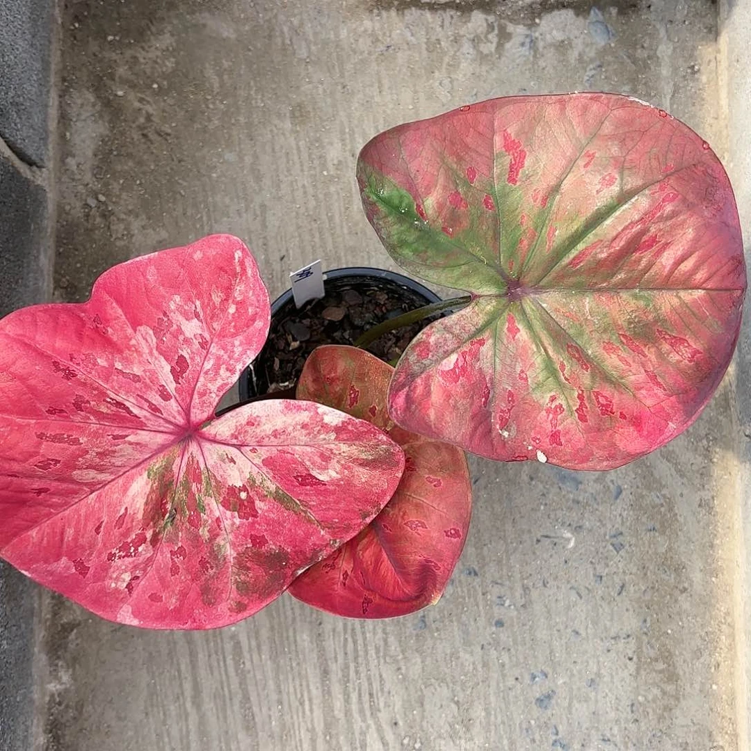 309-0117Rose彩叶芋泰国发货