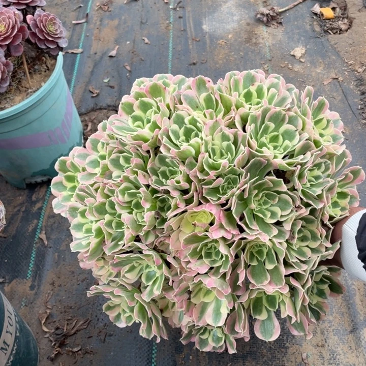 23白凤多肉多肉多肉多肉