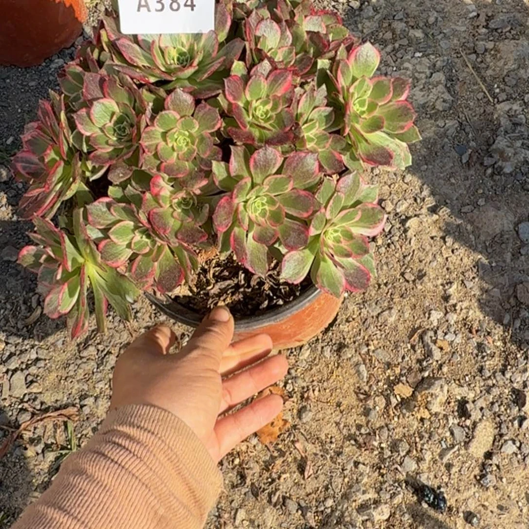 384万花筒。多肉植物