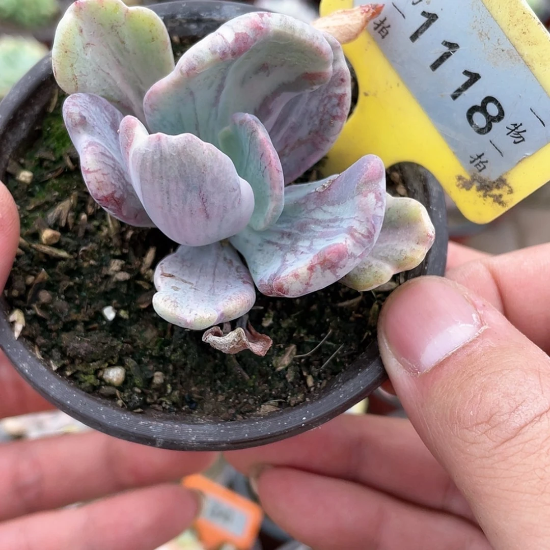 【闪购商品】1118号