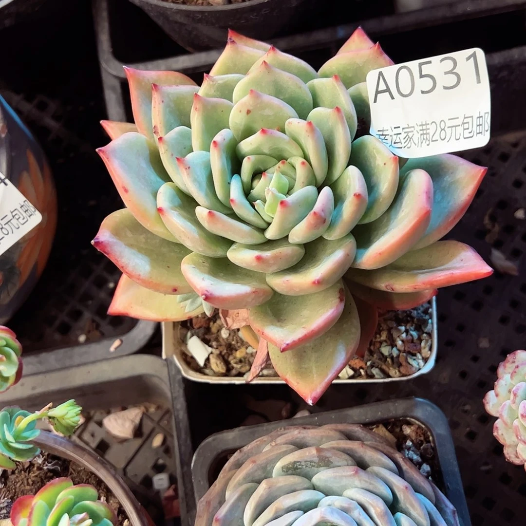 今****皮幸运的是我的朋友们