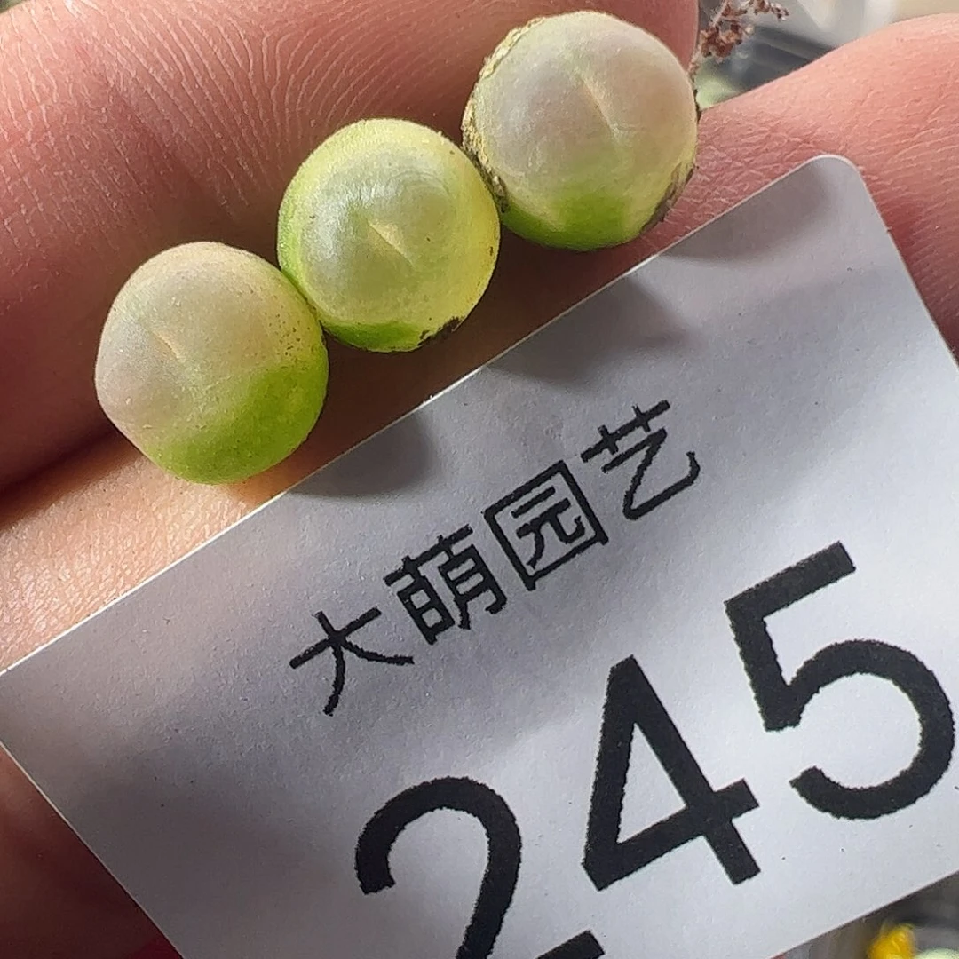 一物一拍默认微瑕。  245