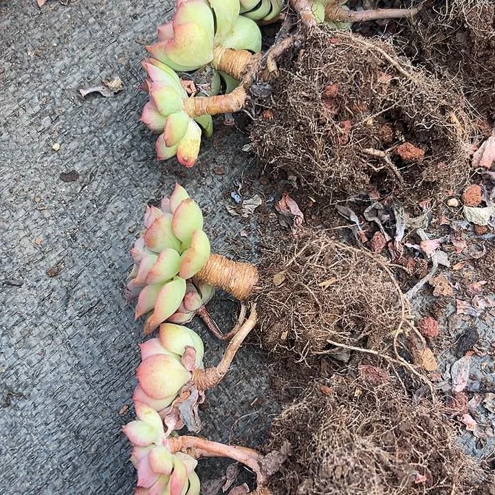 无花朵高贵3盆。