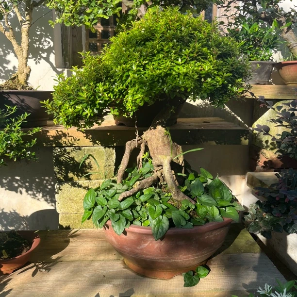 绿植盆景（直播间一物一拍，300-1000）