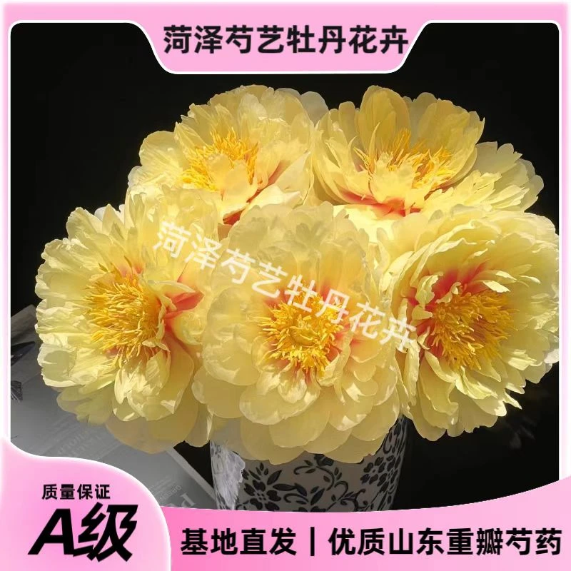 【进口芭茨拉】重瓣大花苞芍药鲜切铁蛋水养卉花束鲜花山东直发批发