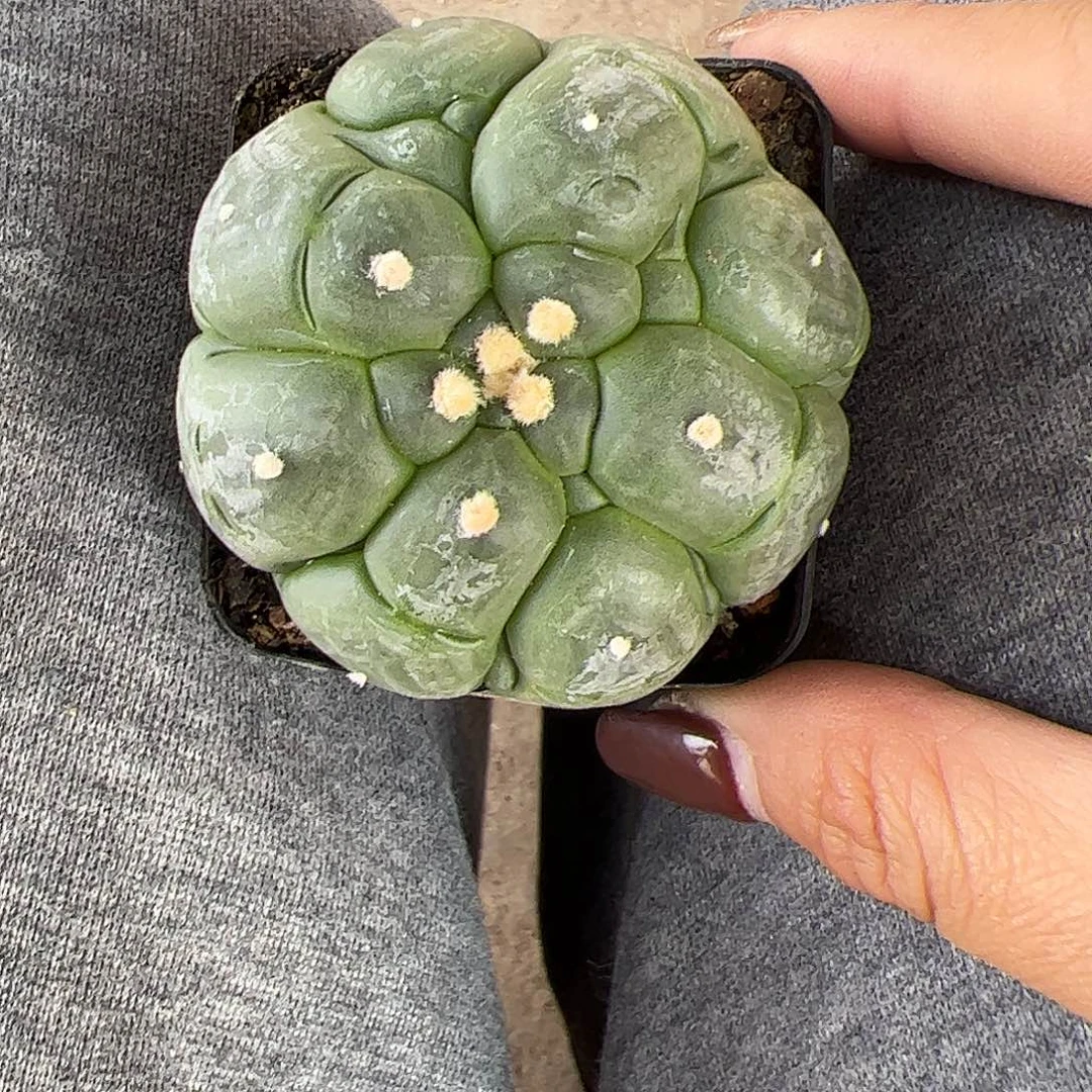 琼****实生悟空兜一物一拍