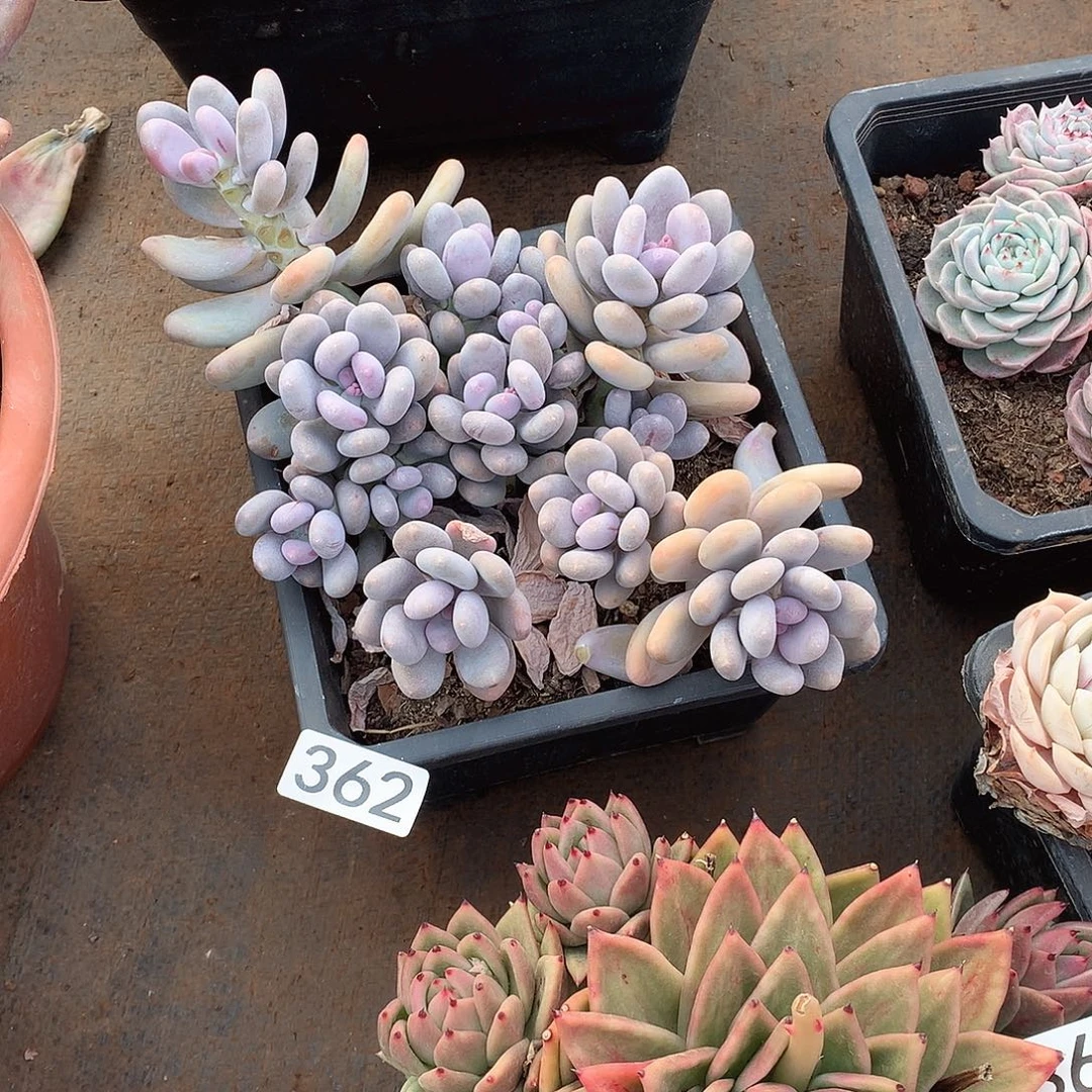 362 一物一拍多肉