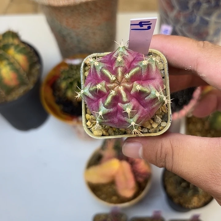 47-0801泰国发货多肉
