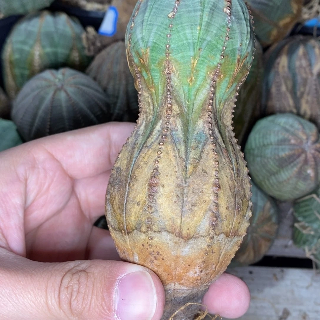 13 欧系实生布纹球多肉植物