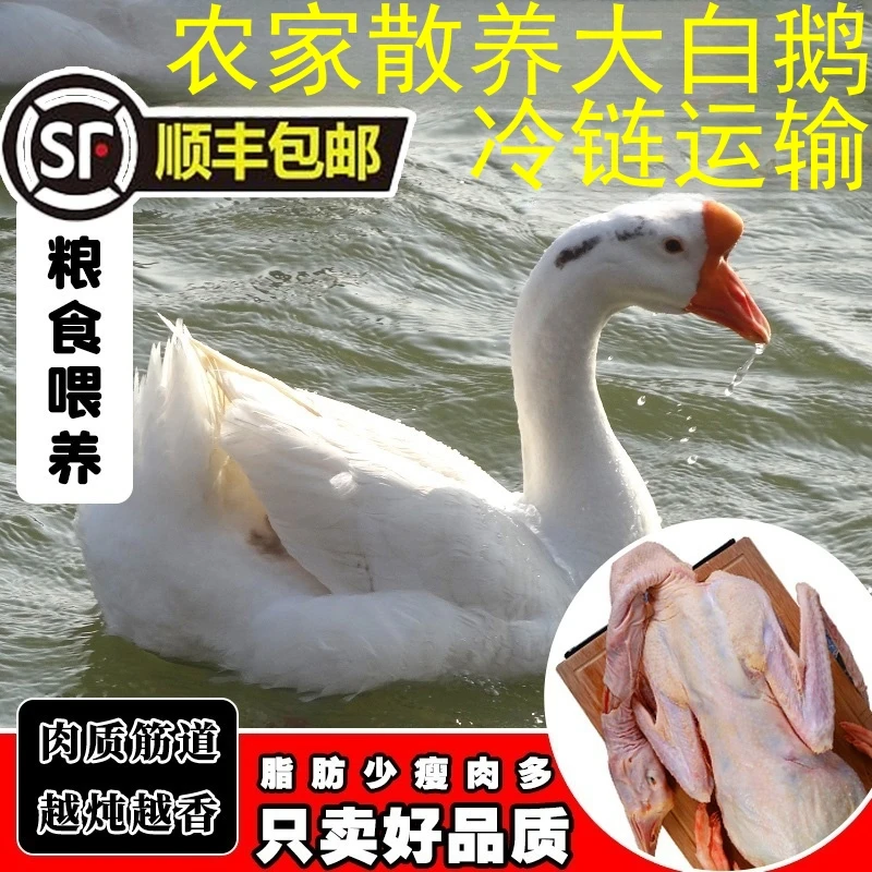 鹅整只大鹅新鲜鹅肉大白鹅超大散养大鹅非老鹅瘦肉多农家干净