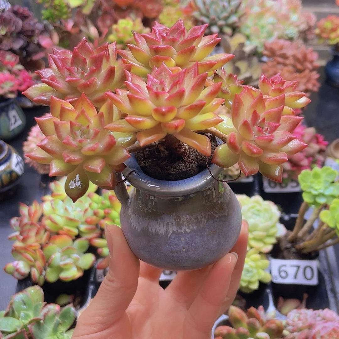 猫***妞花钱花钱花钱花钱花钱花钱