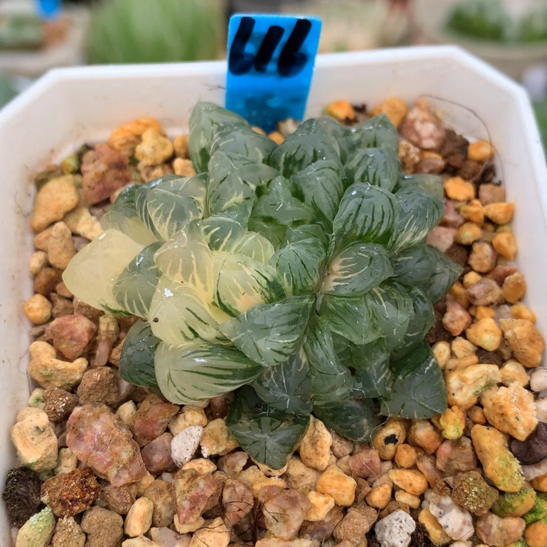 冰湖玉露锦，带盆一起