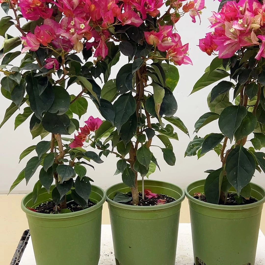 大部分花苞少量开放金娆带竹一棵