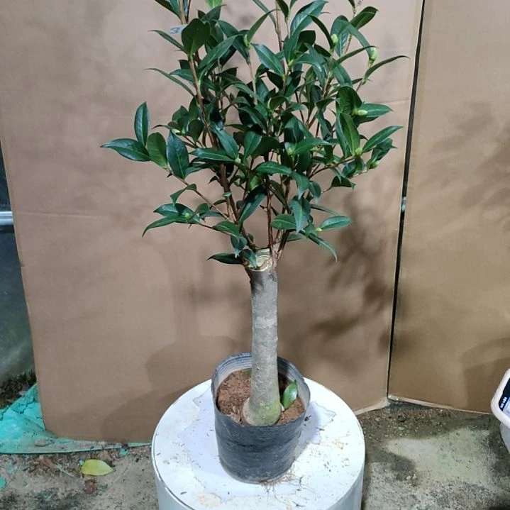 317露易斯贝蒂，原盆原土发货，不包邮