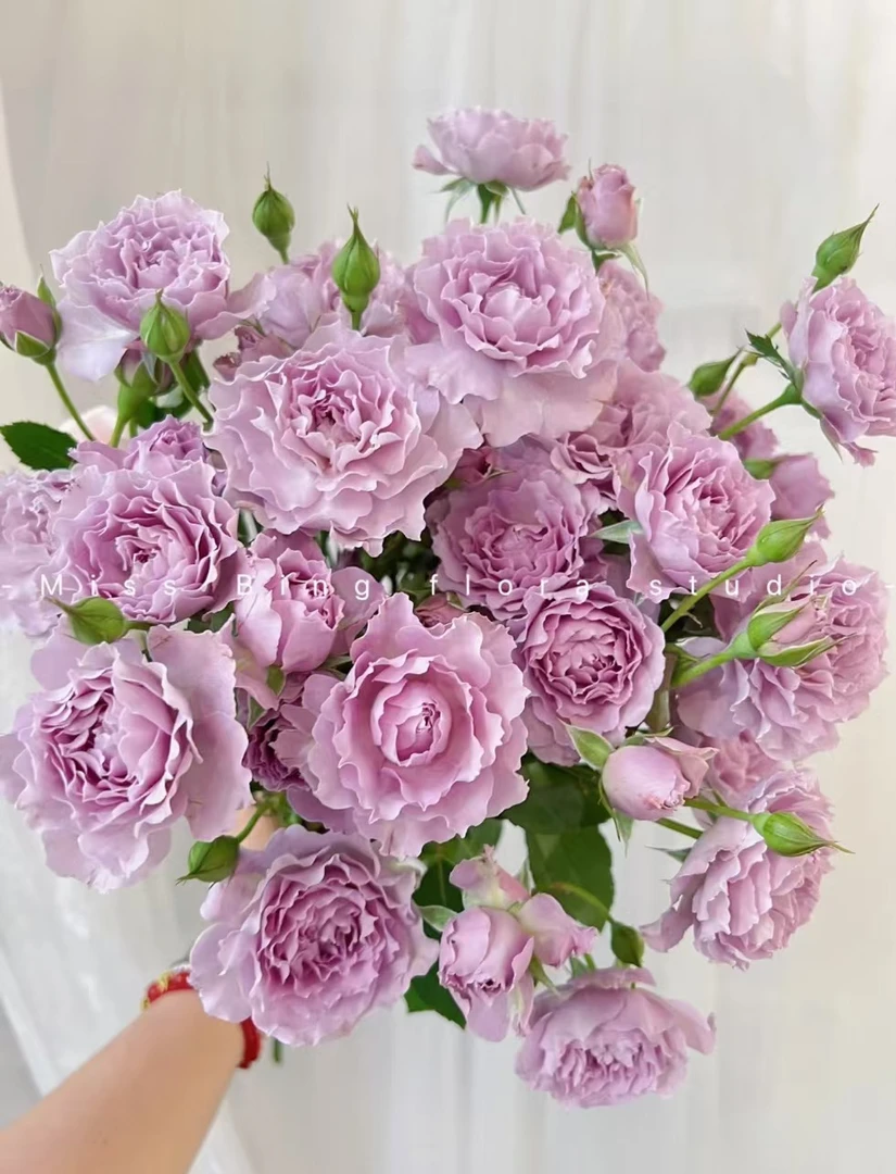 【花花酱甄选A级 】多头蜻蜓一单包邮云南基地直发