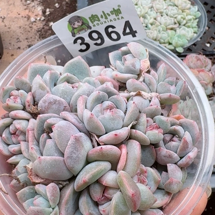 多肉植物多肉植物