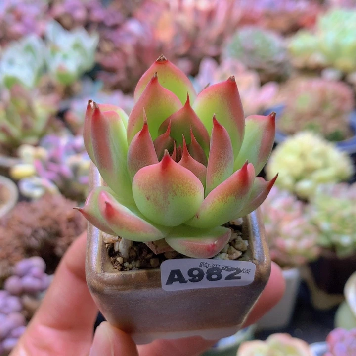 一物一拍含盆土满38包邮A982