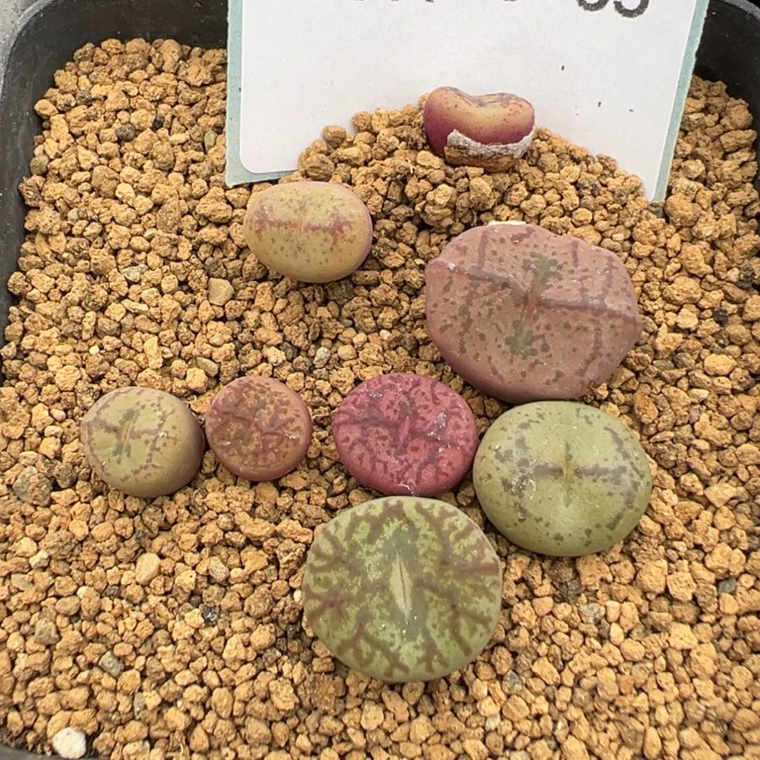 19-65肉锥多肉植物