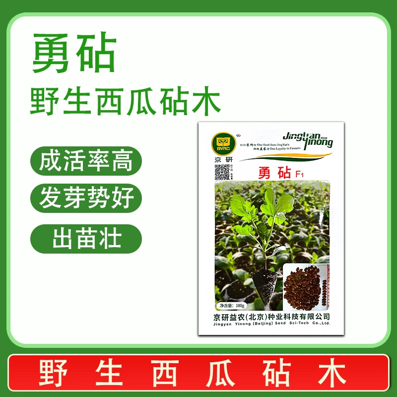 京研勇砧野西瓜种子砧木种子亲和力强成活率高100克