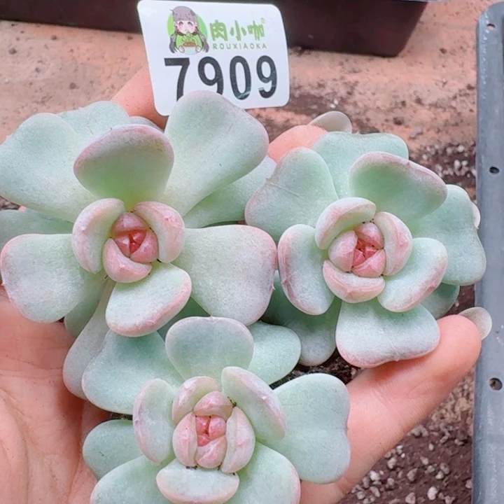 多肉植物多肉植物