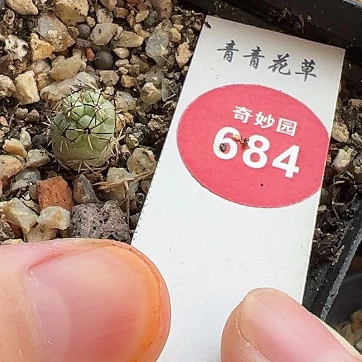实生大尤帝王丸0.8cm