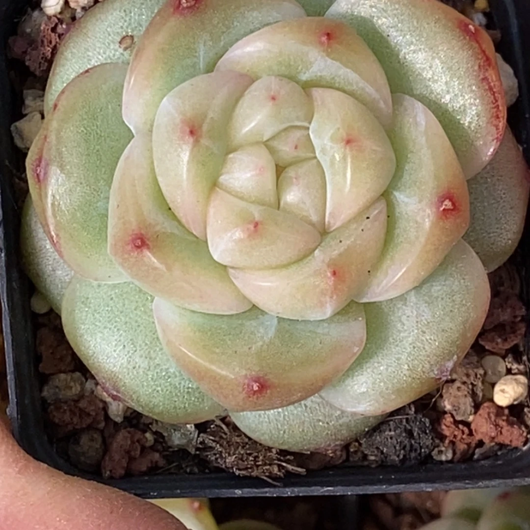 他刚才给百无禁忌