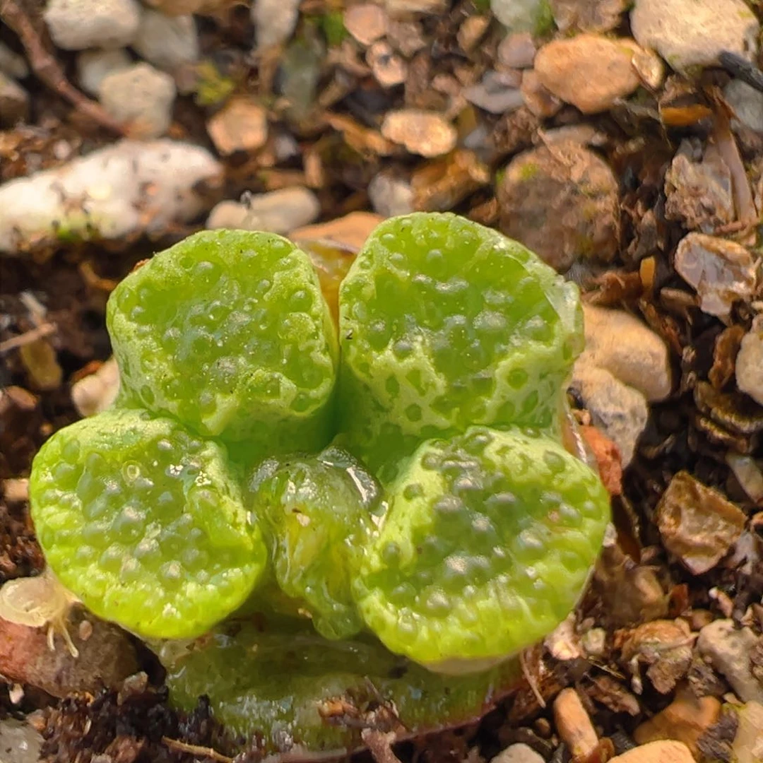 58多肉植物百科知识