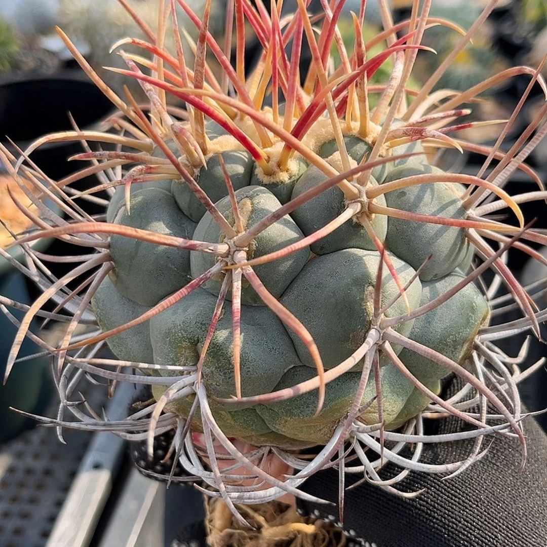 绯冠龙Zzzzzzzzzzzzzzzz