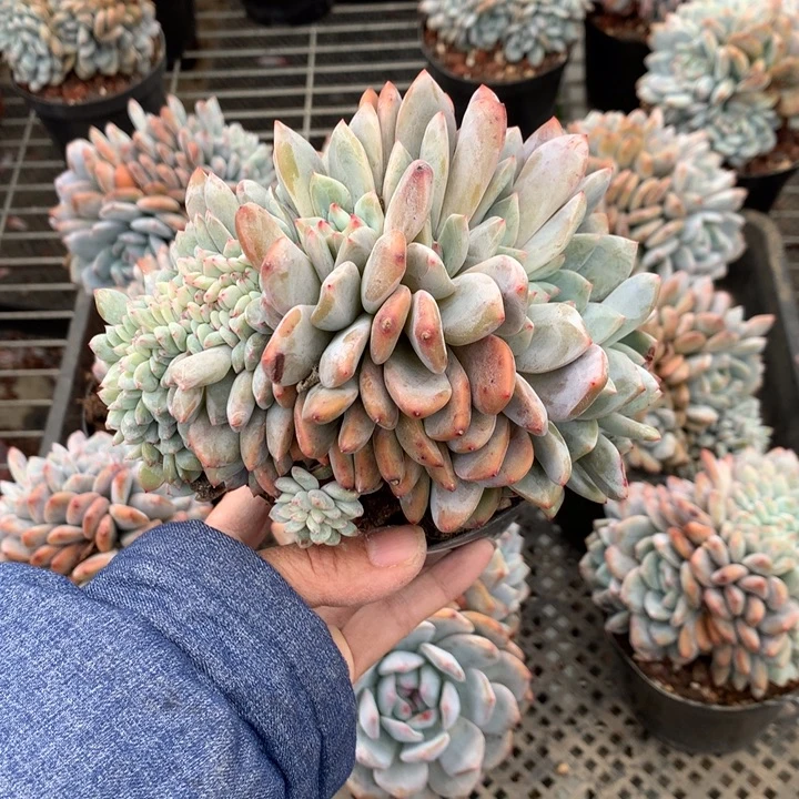 捂****112034缀嗯嗯嗯嗯嗯嗯好喜欢