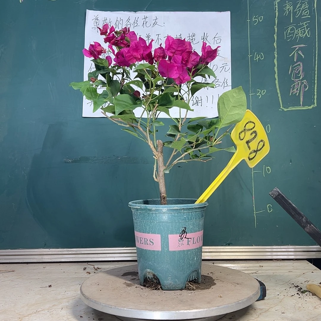 当前无花栽培后可以开花玫瑰红 828