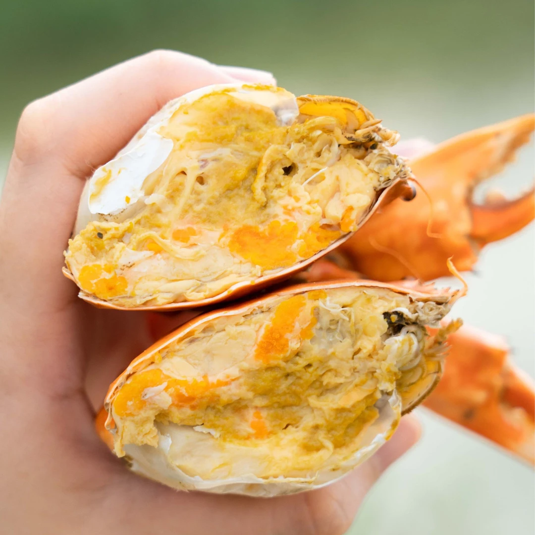 【喜坤记珠三角头手黄油蟹6~6.5两/只】含油量80%左右鲜活送礼