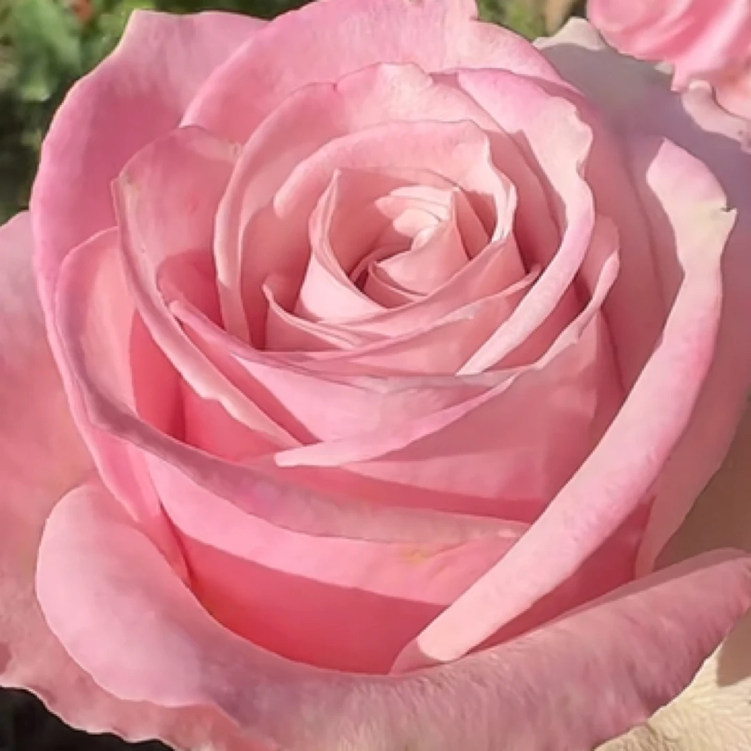 老磨盘【切花莫妮卡】月季