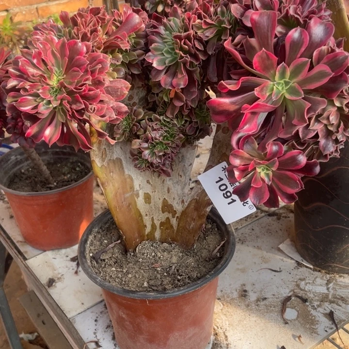 1091，美杜莎缀包邮微瑕包邮