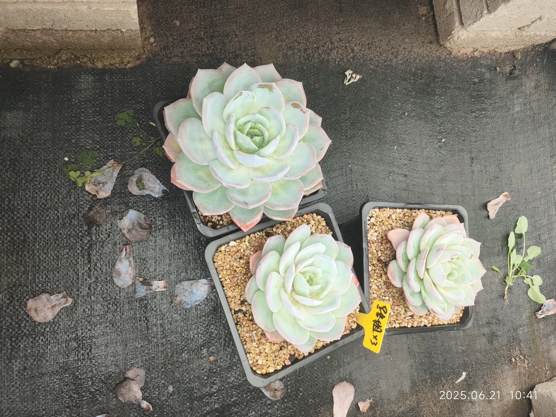 路姐三颗羽橙，一大二小三颗