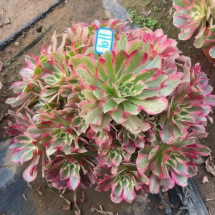 叶子有伤特价叶罗刹1011