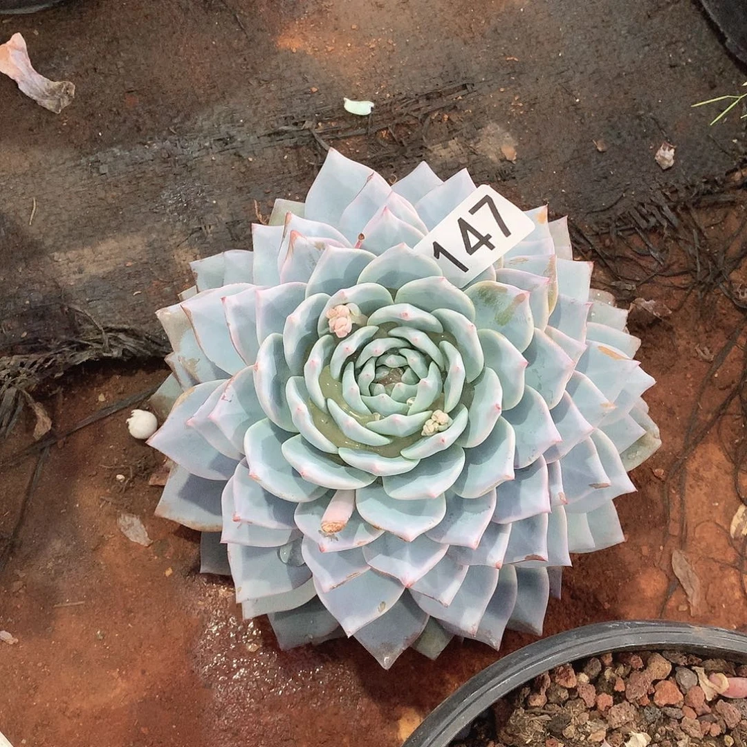 147蓝鸟一物一拍多肉